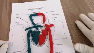 Kalp Modeli Yapımı (Oyun  hamuru ile)