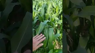 Хороша кукурудза