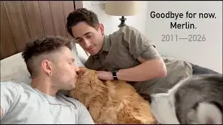 Saying Goodbye, a Tribute to the Best Cat. Merlin: 2011--2026.