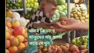 বানর কিভাবে মানুষের মত কাজ করে দেখুন। ManKey motivational video @riazuddinrajonvlog2123