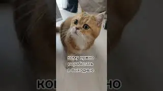 Коварное начальство #cat #смешнойкот #смешныекоты #безкотаижизньнета #смешныекошки #котик #cutecat