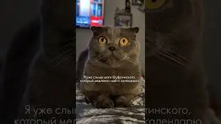 🍂ШУФУТИНКИЙ УЖЕ БЛИЗКО😀 #котки #3сентября #шуфутинский #осень
