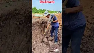 Yam planting and harvesting, quick excavation, pink glutinous crisp sweet。山藥種植與收穫，快速挖掘，粉紅糯脆甜