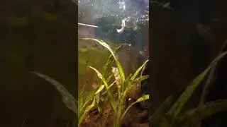 Feeding my Fish a Flake Coated Barry