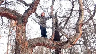 Внучок, слышь рубит, .. и сам отвозит.