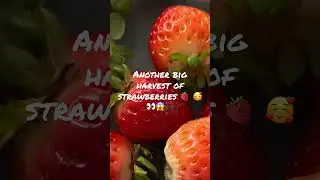 Another BIG #Harvest of #STRAWBERRIES😱