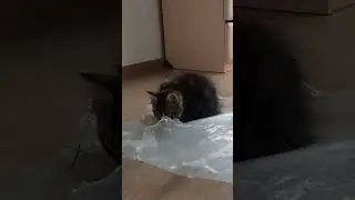 #cat МАРСИ💖