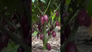 Cacau de la variedad PS1319  #agriculture
