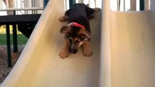 Puppies on Slides (2015)