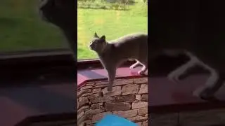 #cute #cat #usa