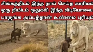 சிங்கத்திடம் இந்த நாய் செய்யும் காரியத்தை நீங்களே பாருங்க அதிர்ச்சி ஆகிடுவீங்க Tamil katta vandi