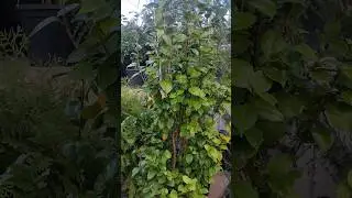 как правильно опрыскивать лиственный растения:)