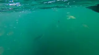 Striped Bass Feeding Frenzy Right Next To My Kayak!