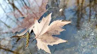 Nature Echoes