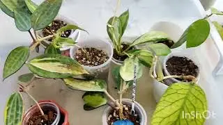 indoor plants on the balcony in july