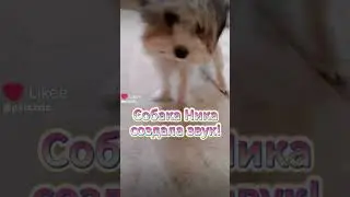 Ника создала звук! #плакиплаки #плаки