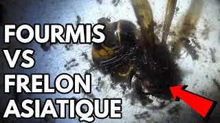 FOURMIS VS FRELON ASIATIQUE