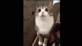 cat trip