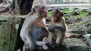 Sweet family monkey Jane, Jonna so adorable to nearly her mommy Jane, Peaceful monkey family