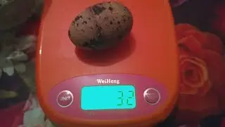 Huge quail egg Pharaoh 32 grams What eggs are quail breed Pharaoh