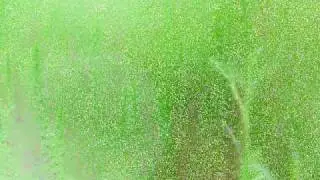 Gentle Soul.wmv