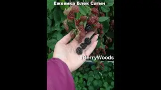 Ежевика Блек сатин в июне