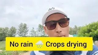 No rain ☔ Crops drying 