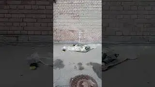 Типичный Петербург