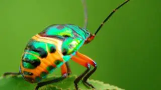 Prosumer Indo Macro Phone Lens (Glow v2) Lensbong