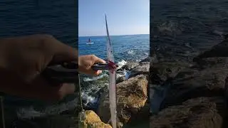 Мой первый сарган в Средиземном море