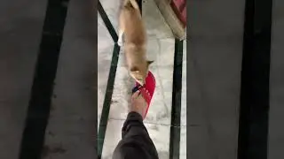#toypombaby wants my slipper to wear 😂🤣😂🤣 very annoyed at me now #lovepuppies #puppies