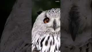 Owl animal bird nature feather #wildlife #shorts #birds