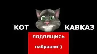 Кот Кавказ - Красный диплом