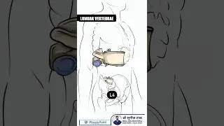 Lumbar Spine - L1 L2 L3 L4 L5 vertebrae 