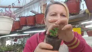как быть с полученным еврочеренком? 🤔