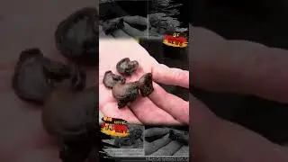 Cashew-Öl statt Bitum?! #de#deutsch #germany #news #politik #wirtschaft #new #shorts #real #media