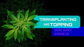 Transplanting and Topping Cannabis Plants - Blue Freezie Grow Series Ep.2