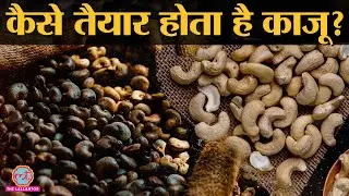 Cashew Nut Processing: बहुत पापड़ बेलने पर तैयार होता है स्वादिष्ट Cashew | Kaju | Kaju Production