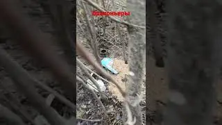 Браконьеры установили ловушки на кабана 