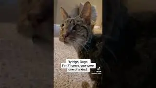 #cat #catlover #kitten #ourcat #kittycat #cute #kitty #pets #petlover #oldcat #seniorcat