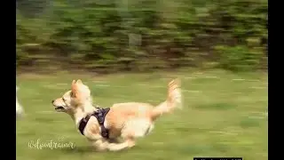 Den Hund aus dem intensiven Spiel rauspfeifen | Der Welpentrainer | sixx