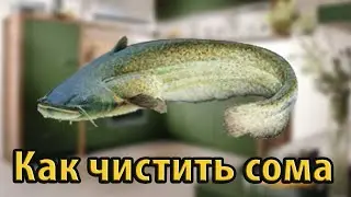 Как чистить сома