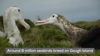 Return to Gough Island