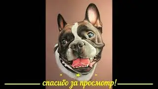 Французский бульдог Варя: мыть или не мыть?