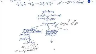 Metabolismus sacharidů – schéma katabolismu