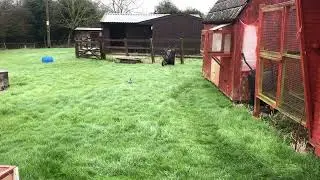 Young Racing Pigeons @Birdmanhayes