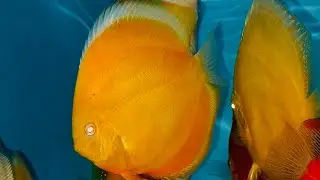 Chen’s best high quality discus uk