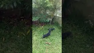 Dogs play