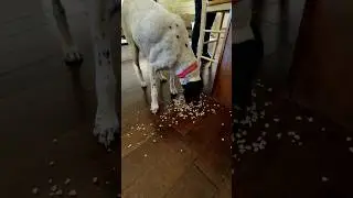 Marshmallows 1st...