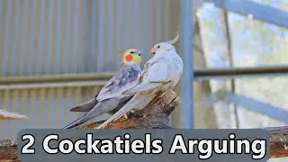 Two Cockatiels Having an Argument
